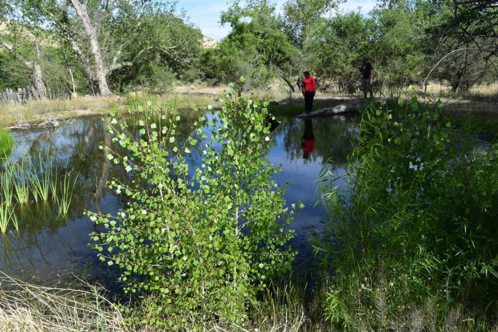 USA AZ Coranado National Forest Halfmoon Ranch Liner 3 wetlands