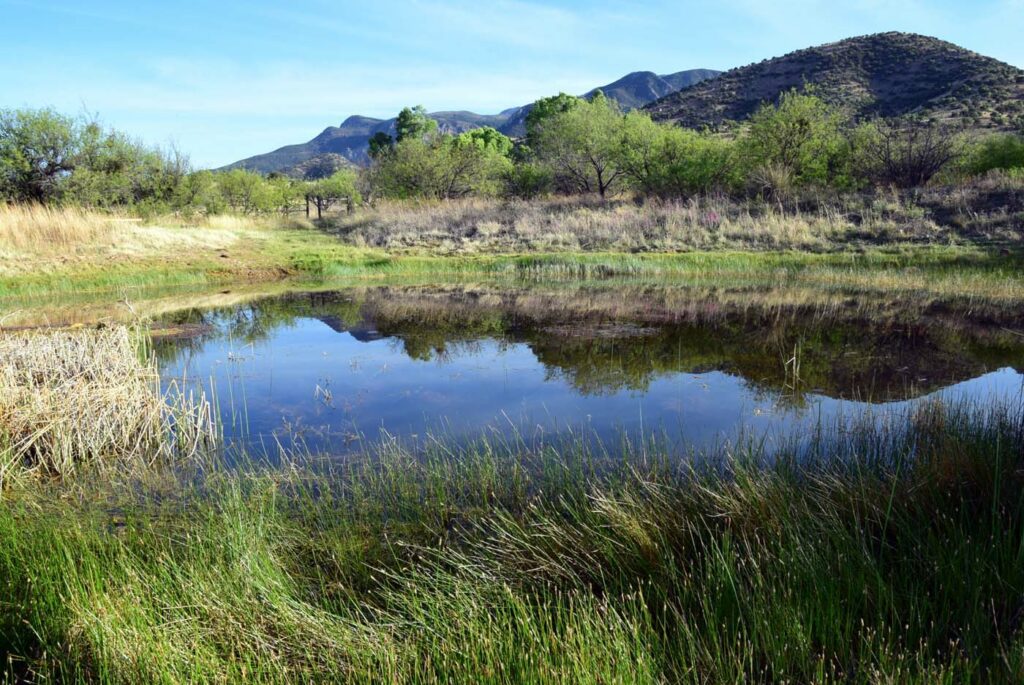 USA AZ Coronado National Forest Wild Duck Liner 2 wetlands
