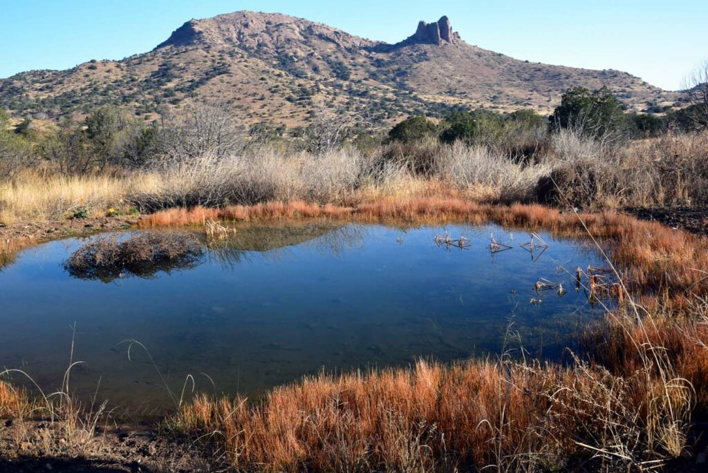 USA AZ Whitetail Canyon Liner wetlands