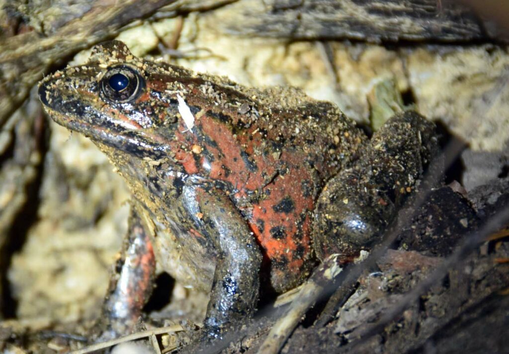 USA CA California Red-legged Frog Animal 1