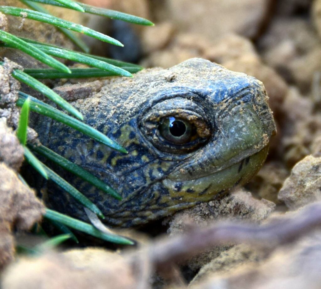 USA CA Mud Turtle Animal