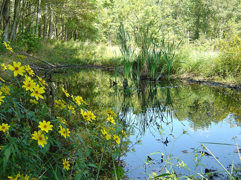 USA KY Daniel Boone National Forest Colt Branch LIner wetlands