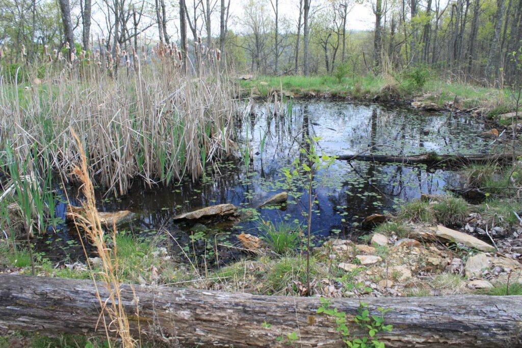USA KY Daniel Boone National Forest Liner 1 wetlands