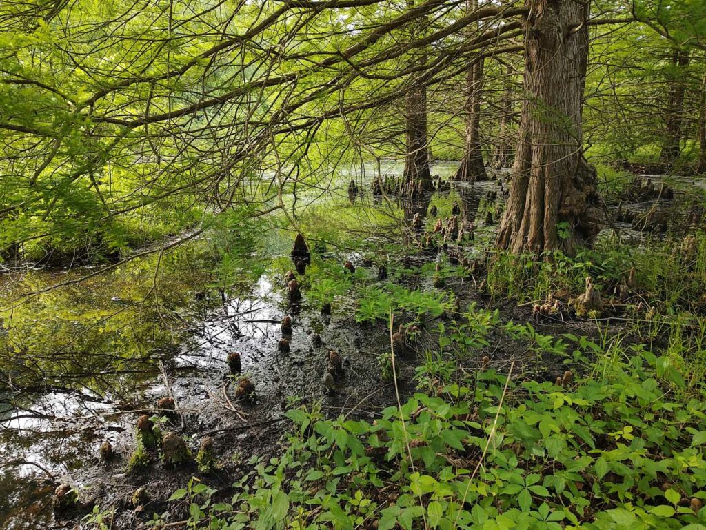 USA KY Daniel Boone National Forest Upper Lick Fork Swamp 19- wetlands cypress