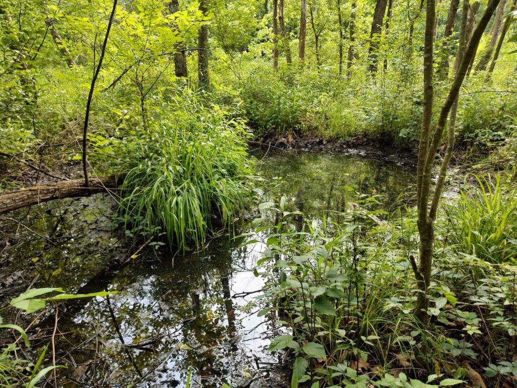 USA KY Daniel Boone National Forest Upper Lick Fork Swamp 25- wetlands